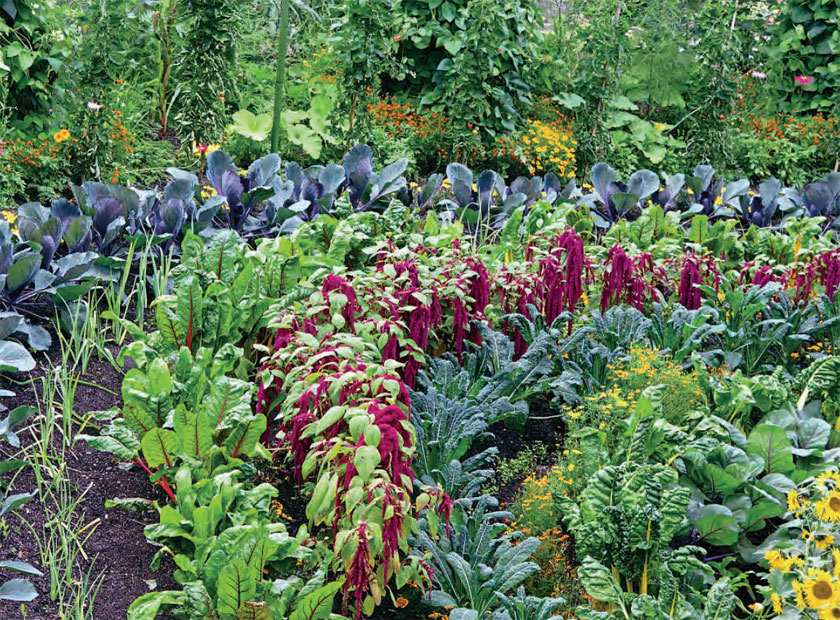 Growing a mix of veg, herbs and flowers
together can confuse pests - Kitchen Garden magazine